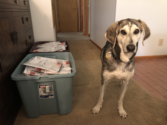 A gorgeous white and grey hound mix with the best floppy ears stands next to two storage bins of arts packets